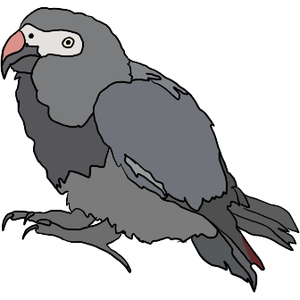 An african grey parrot.